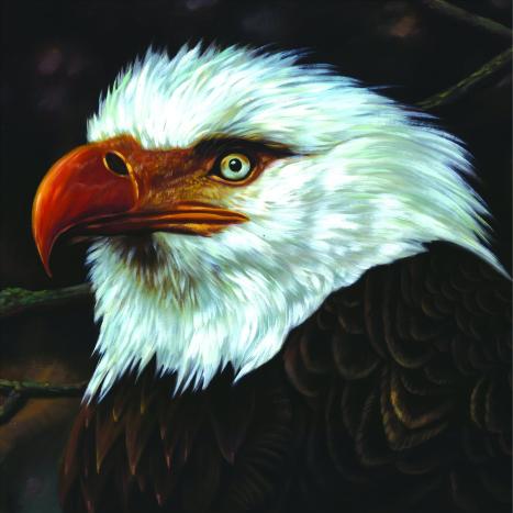 Credit: Mogwai's The Hawk is Howling
