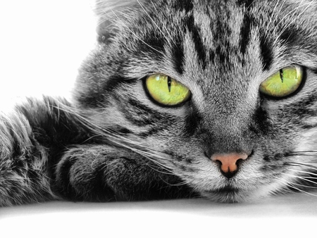Credit: animals.desktopnexus.com