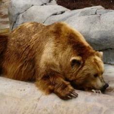 Bear in captivity
