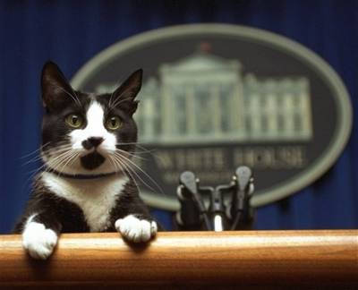 The First Feline Takes Control