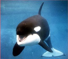 Whale in captivity