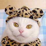 Cat Prin
